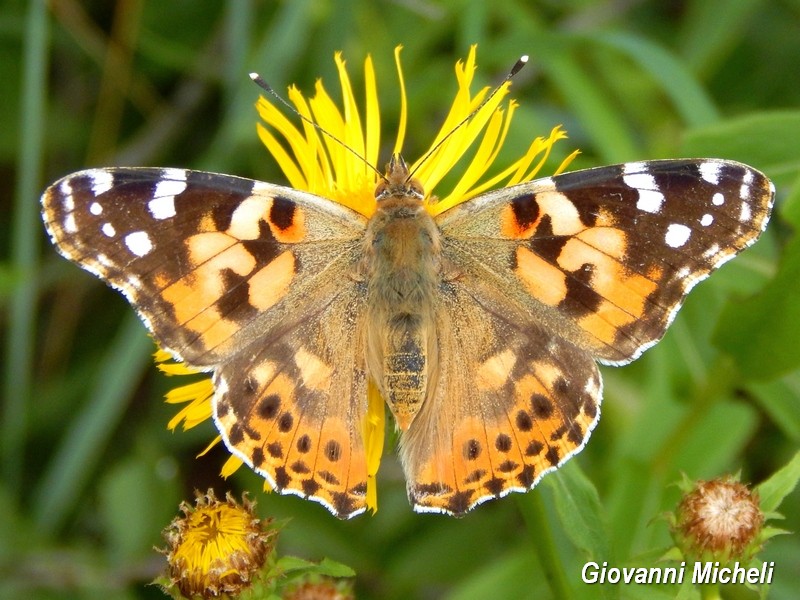 Parco del Ticino 13.6.15